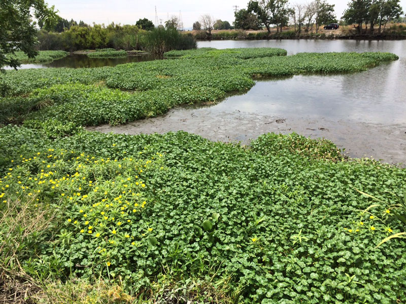 Water Hyacinth Forces Striper Anglers To Launch Further West