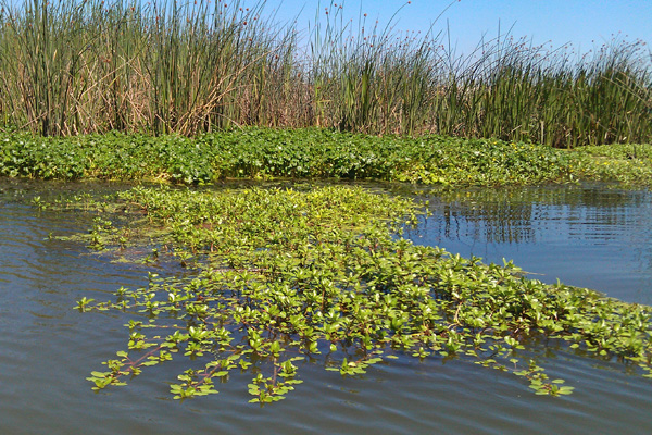 Hyacinth Invasion Challenges Boaters, Bank Anglers