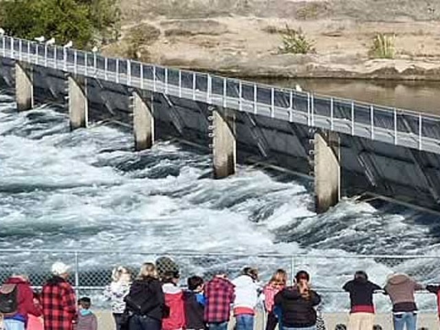 Kings Surge Into Nimbus Fish Hatchery