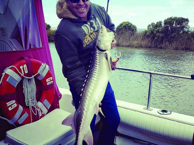 Sturgeon Provide Best Holiday Season Sport