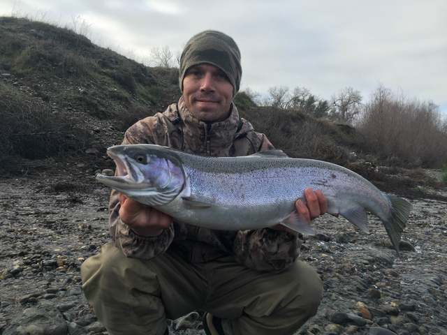 American River Steelhead Opener Better Than Last Year