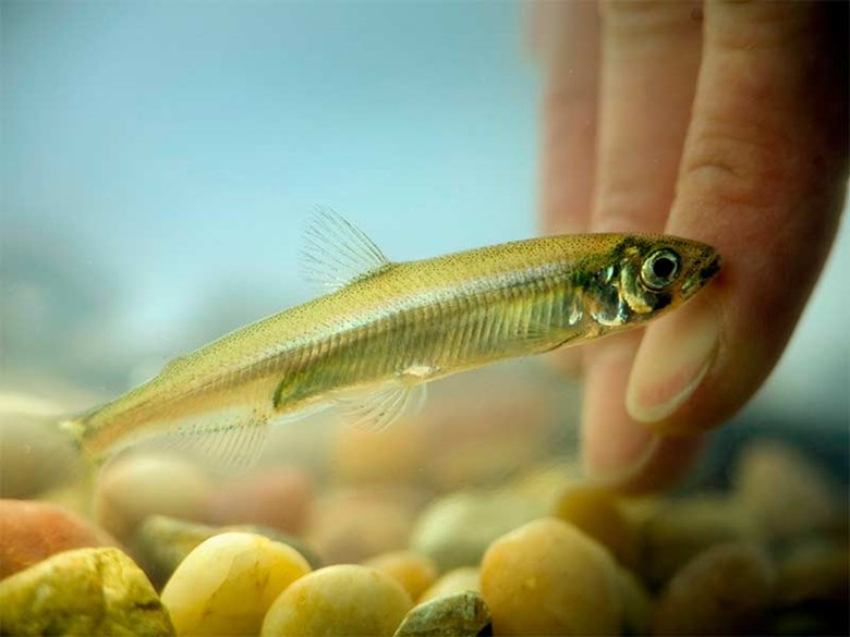 California's Biggest Environmental Disaster? Delta Smelt and other fish species plummet to record low levels