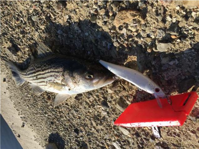 California Aqueduct Report