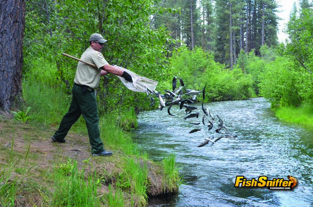 Is There A California Trout Shortage? The CDFW Comes Clean!