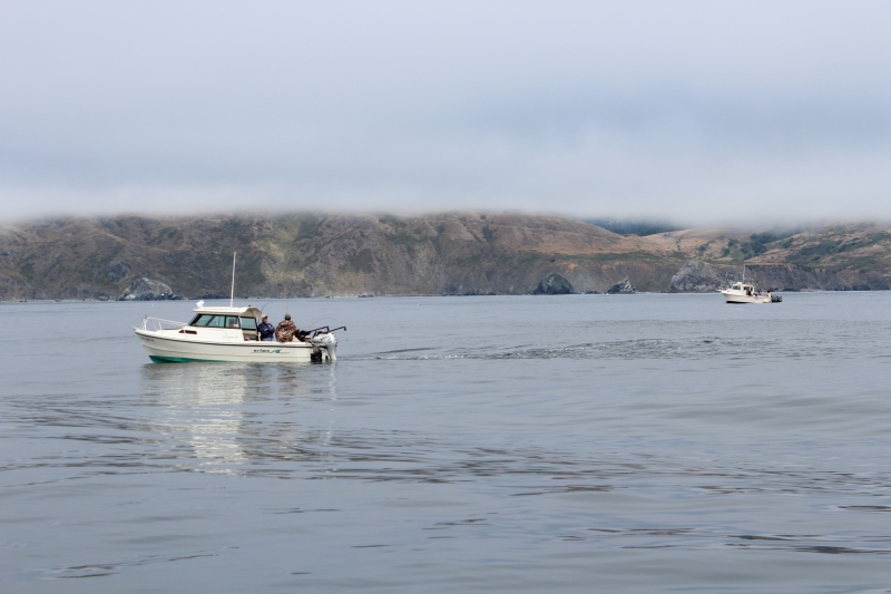 Low Ocean Salmon Abundance Points To Restricted 2016 Season