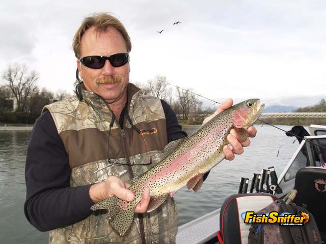Incredible Wild Rainbow Fishing On The Upper Reaches Of The Lower Sacramento