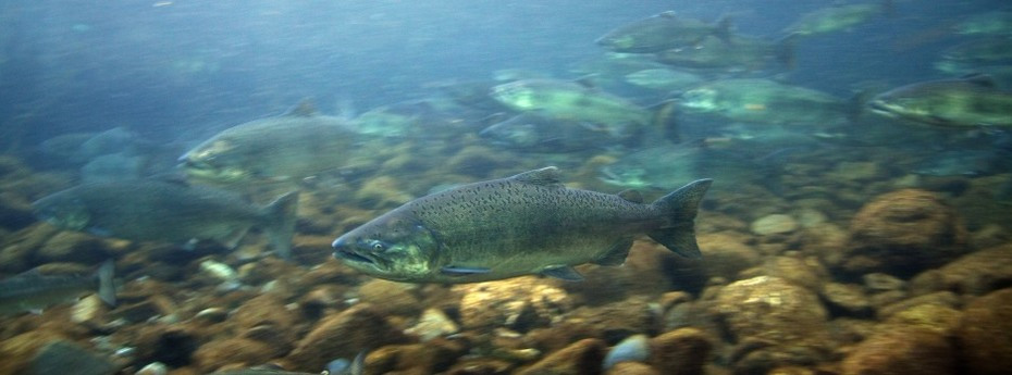 Sacramento and Klamath River salmon ocean abundance forecasts are down in 2016
