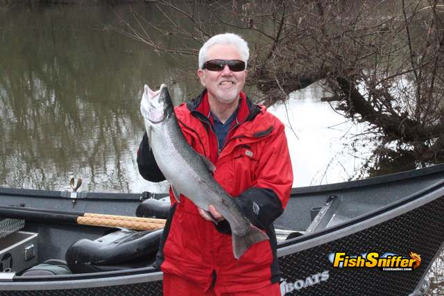 Russian River Steelhead Run Rebounds This Year