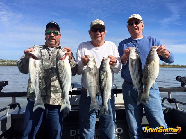 Sturgeon Bite As Spring Striper Run Kicks In
