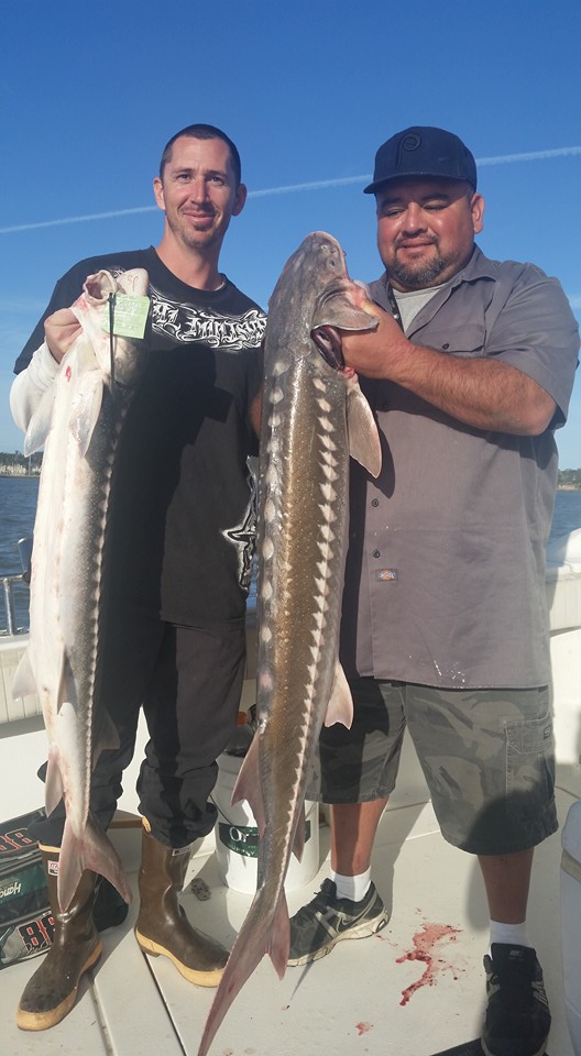 Sturgeon Gobble Eel