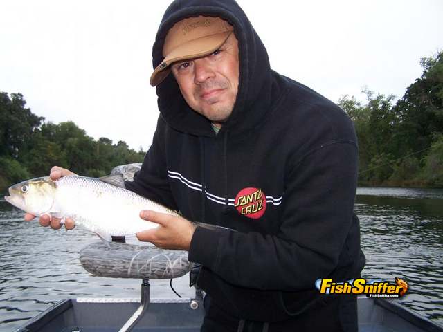 Shad Run Begins Early, Stripers Sizzle