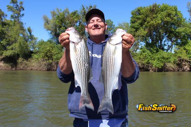 Striper Fishing Hits Spring Stride On Sacramento River