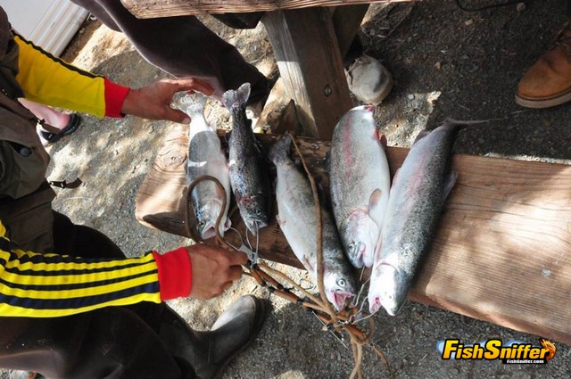 Trout and Big Catfish Dominate April Catches at Collins