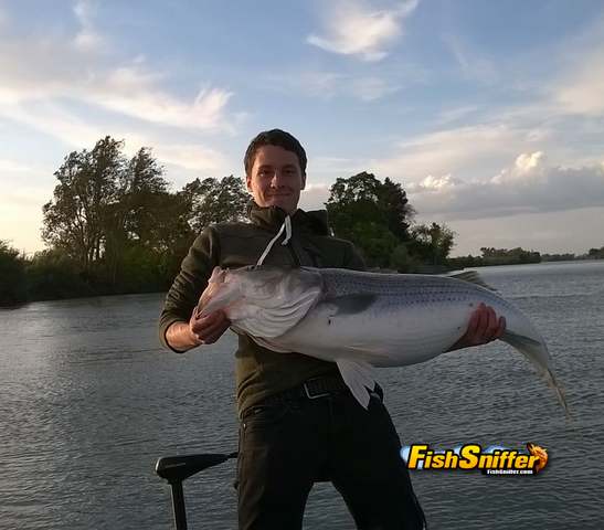 Monster Delta Striper on Topwater