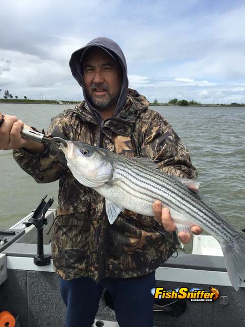 Largemouth Bite Still Hot – Striped Bass Starting To Slow Down