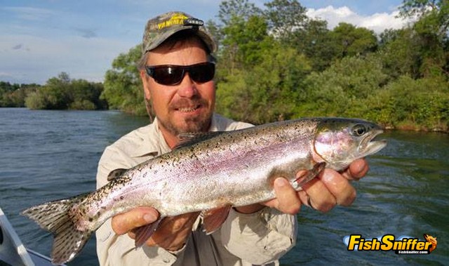 Big Trout Reward Sac River Anglers