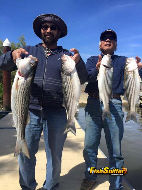 Largemouth And Striped Bass Action On The Rise