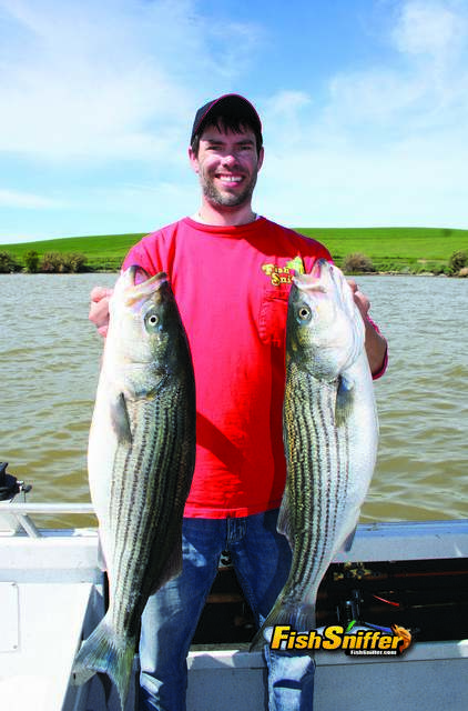 Hooking Delta Stripers In High River Flows