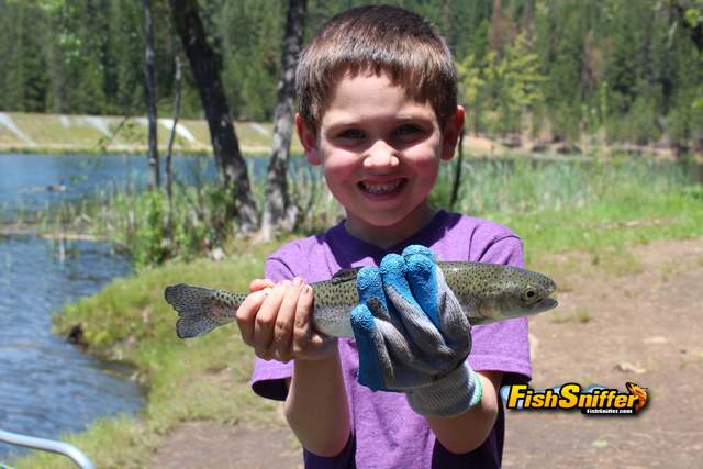 Big Trees Region Offers Big Trout Opportunities