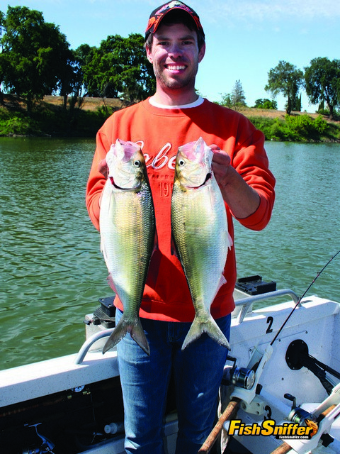 Shad At ‘The Minnow Hole’
