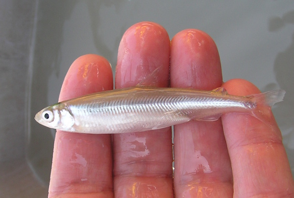 Latest survey reveals Delta Smelt is nearly extinct