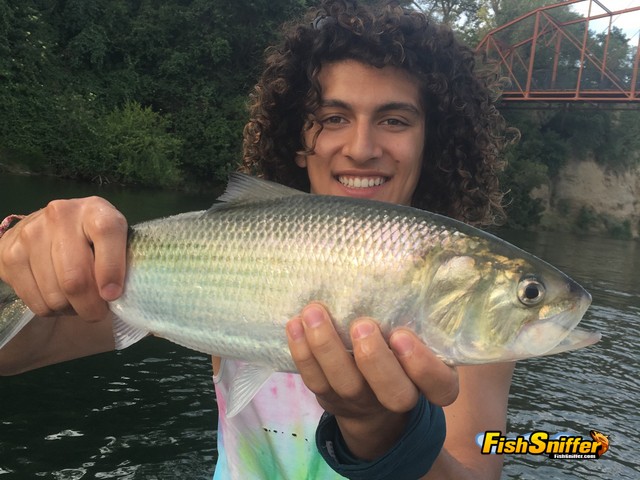 Miller Park Produces 27 Inch Shad!