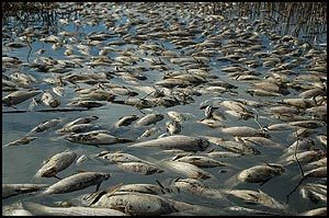 Water Contractors Launch Another Attack on Striped Bass, Black Bass