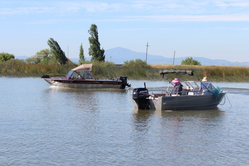 Save CA Stripers, Black Bass and Salmon! Take Action!