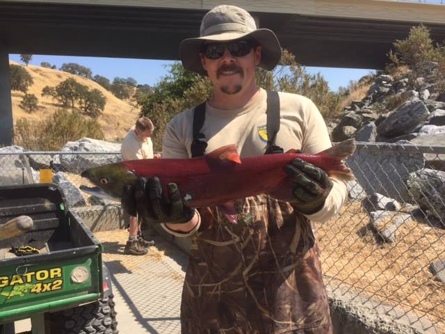 Sockeye Salmon Makes A Wrong Turn