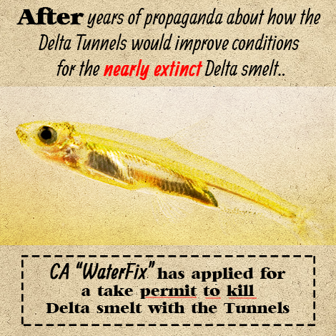 Brown administration applies for permit to kill salmon, Delta smelt