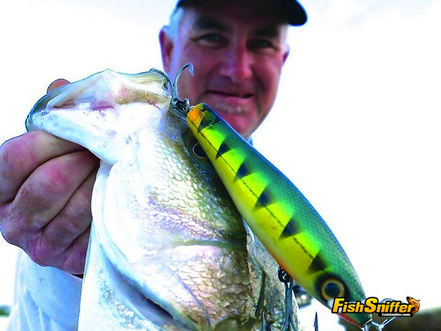 Plugging For Delta Stripers