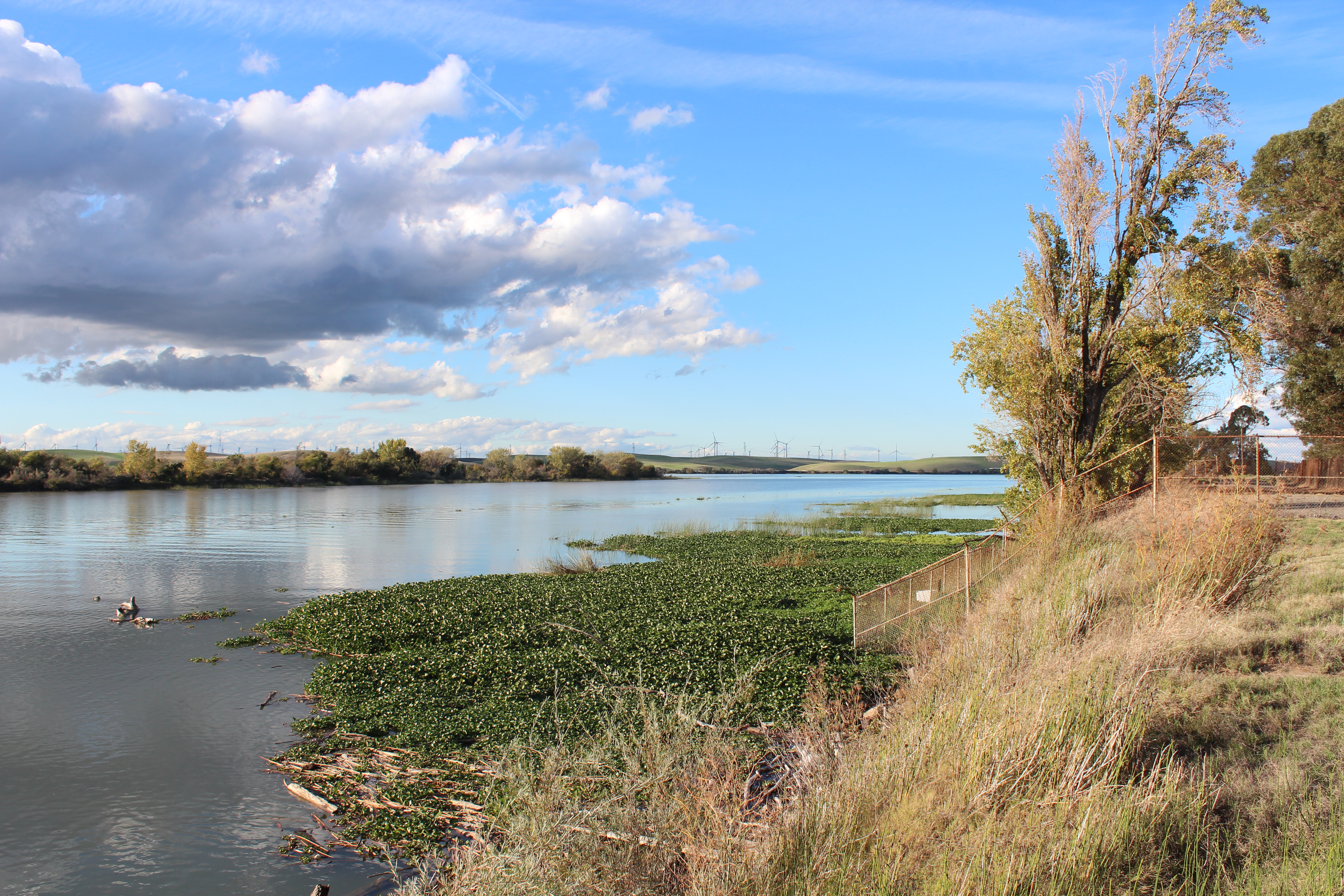New study reveals how reducing river flows harms San Francisco Bay and coastal waters