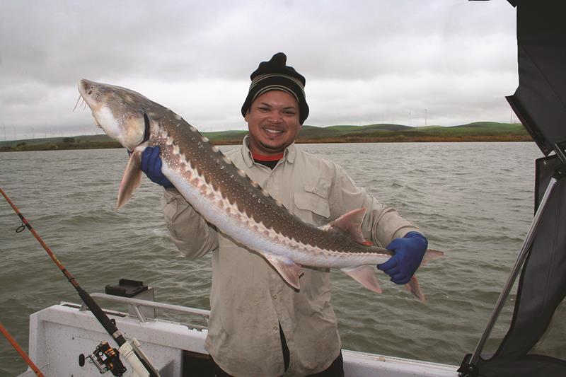 Stripers With A Large Sturgeon: The Delta Combo Deal