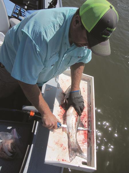 Stripers And Sturgeon: From Hook To Frying Pan!
