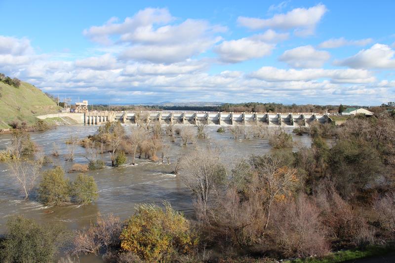 Larger Steelhead Show on American River