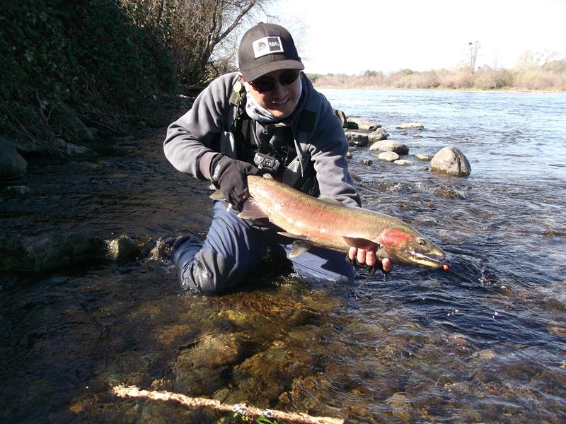 High Flows Draw Some Steelhead Into American River