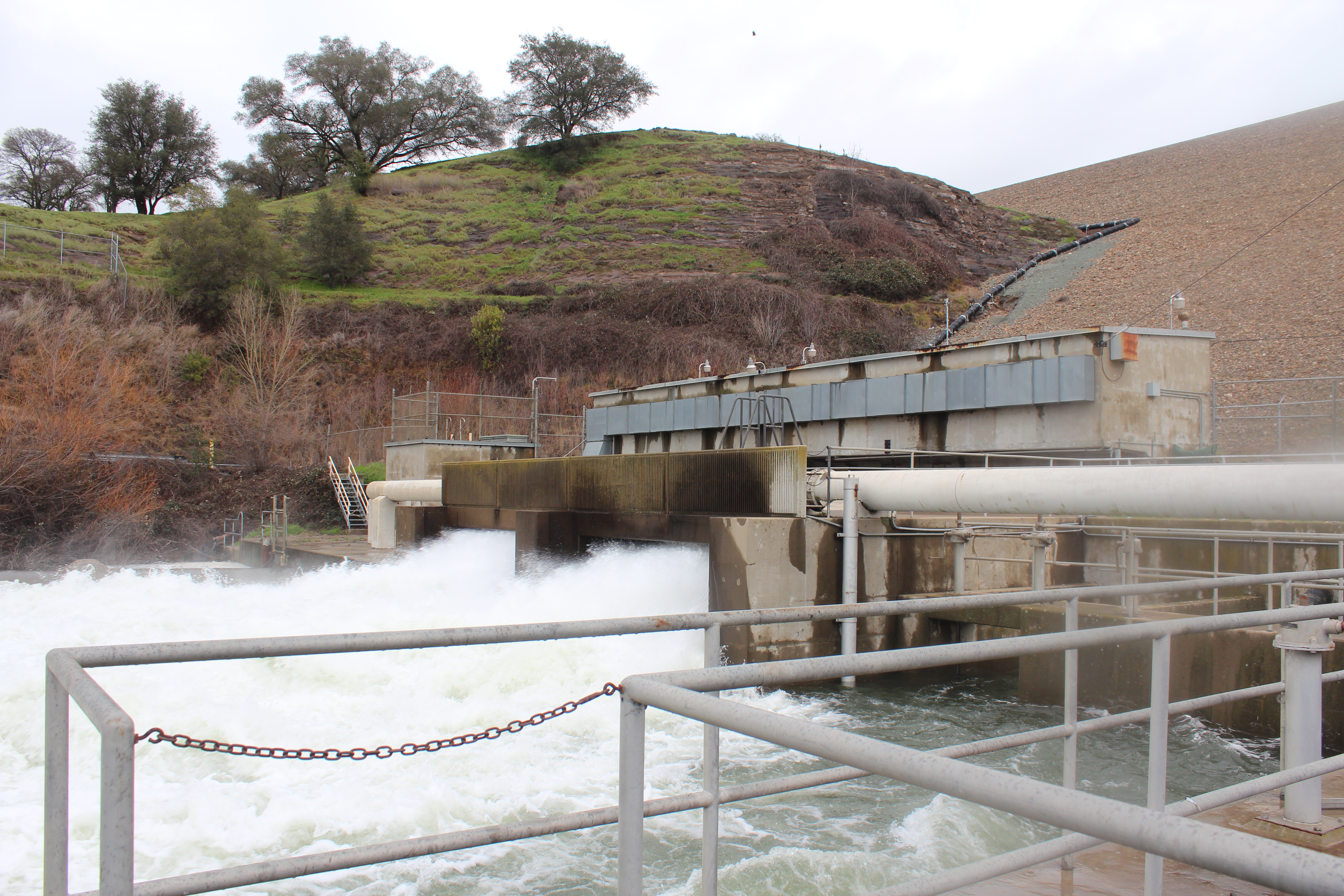 Mokelumne River Hatchery Sees Record Steelhead Run