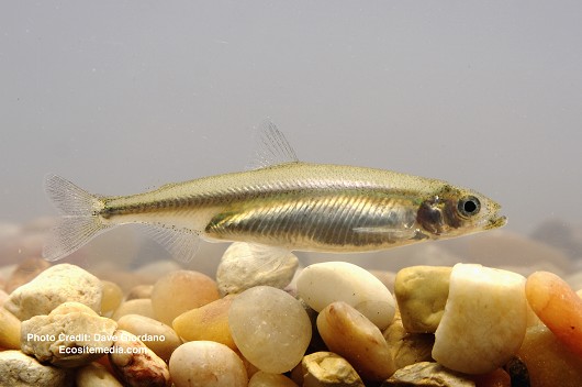 Delta smelt remains on edge of extinction, fall survey reveals