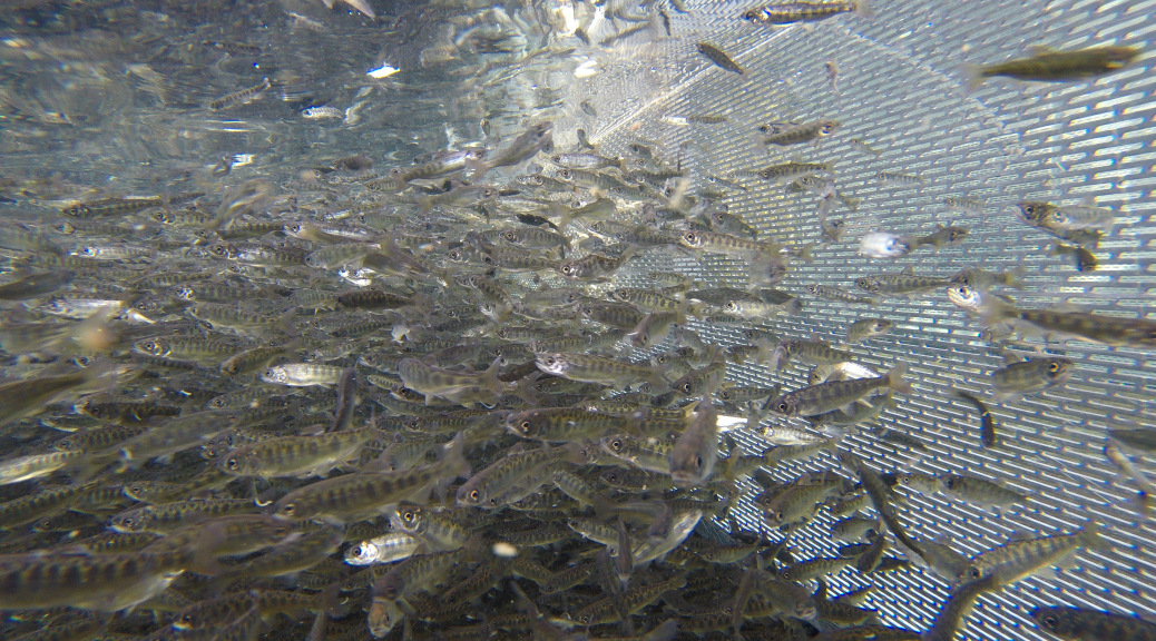 Breaking: Pump Failure Kills Fall-Run Chinook Salmon at Feather River Fish Hatchery – Thermalito Facility