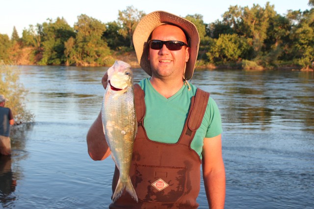 Unveiling The Mysteries of American River Shad