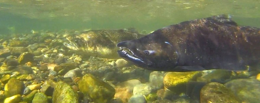 New Report: Extinction Likely for Majority of California's Native Trout and Salmon