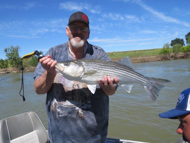 Fish Sniffer Readers Smack Feather River Stripers!