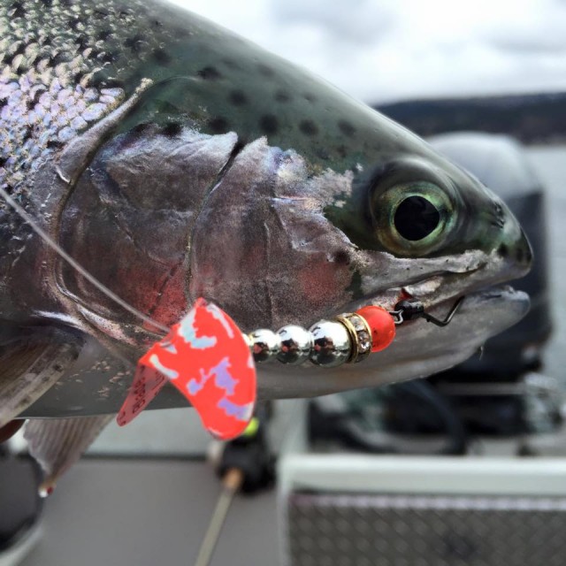 Kokanee Notes For Sockeye Success!