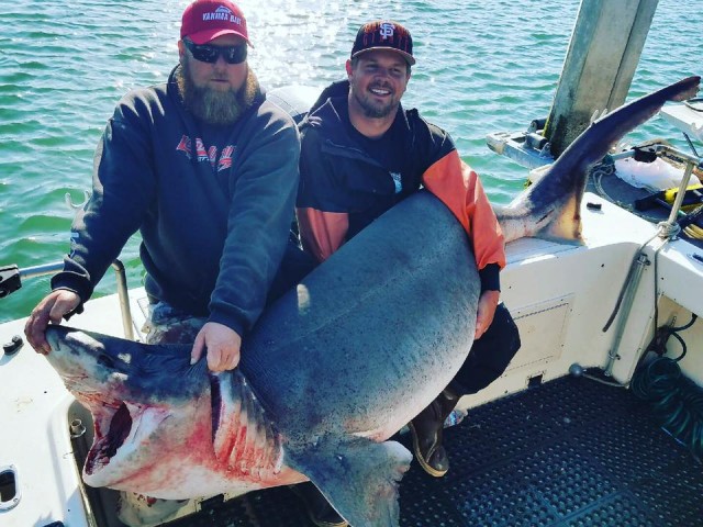New Potential World Record Sevengill Shark Boated In San Francisco Bay