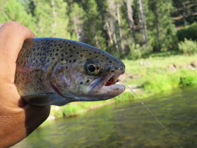 Haunted Canyons, Beautiful Trout…