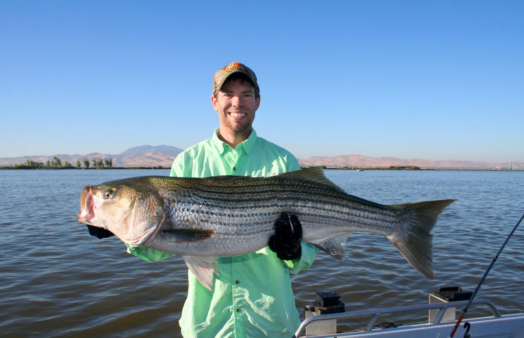 Huge Stripers On Tap In West Delta