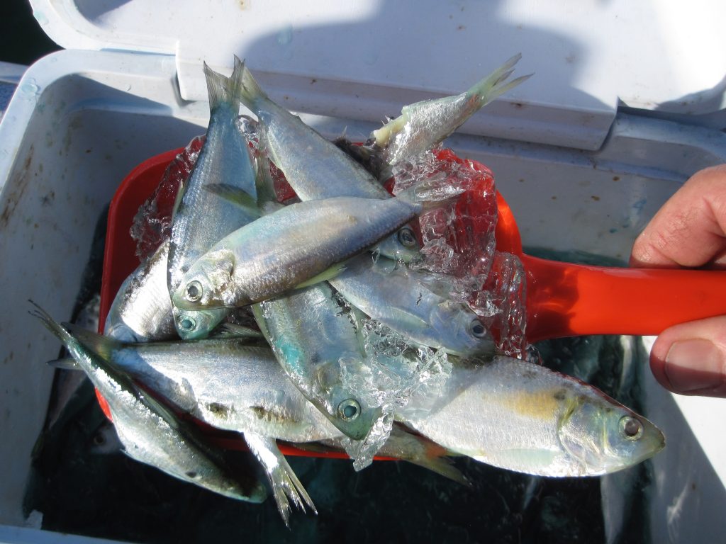 Slinging Shad During The Delta’s Fall Striper Season