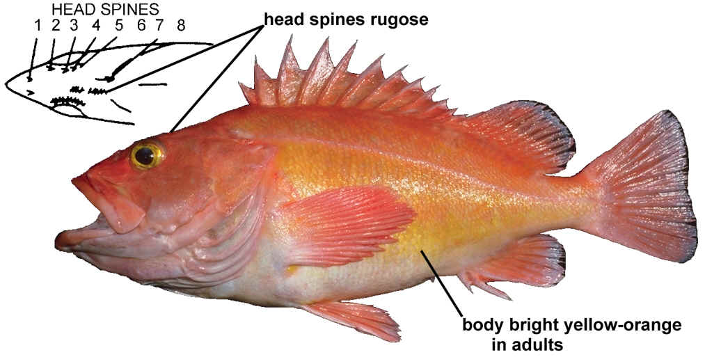 2017 Groundfish Depth Regulations Will Go Back To 2016 Regs