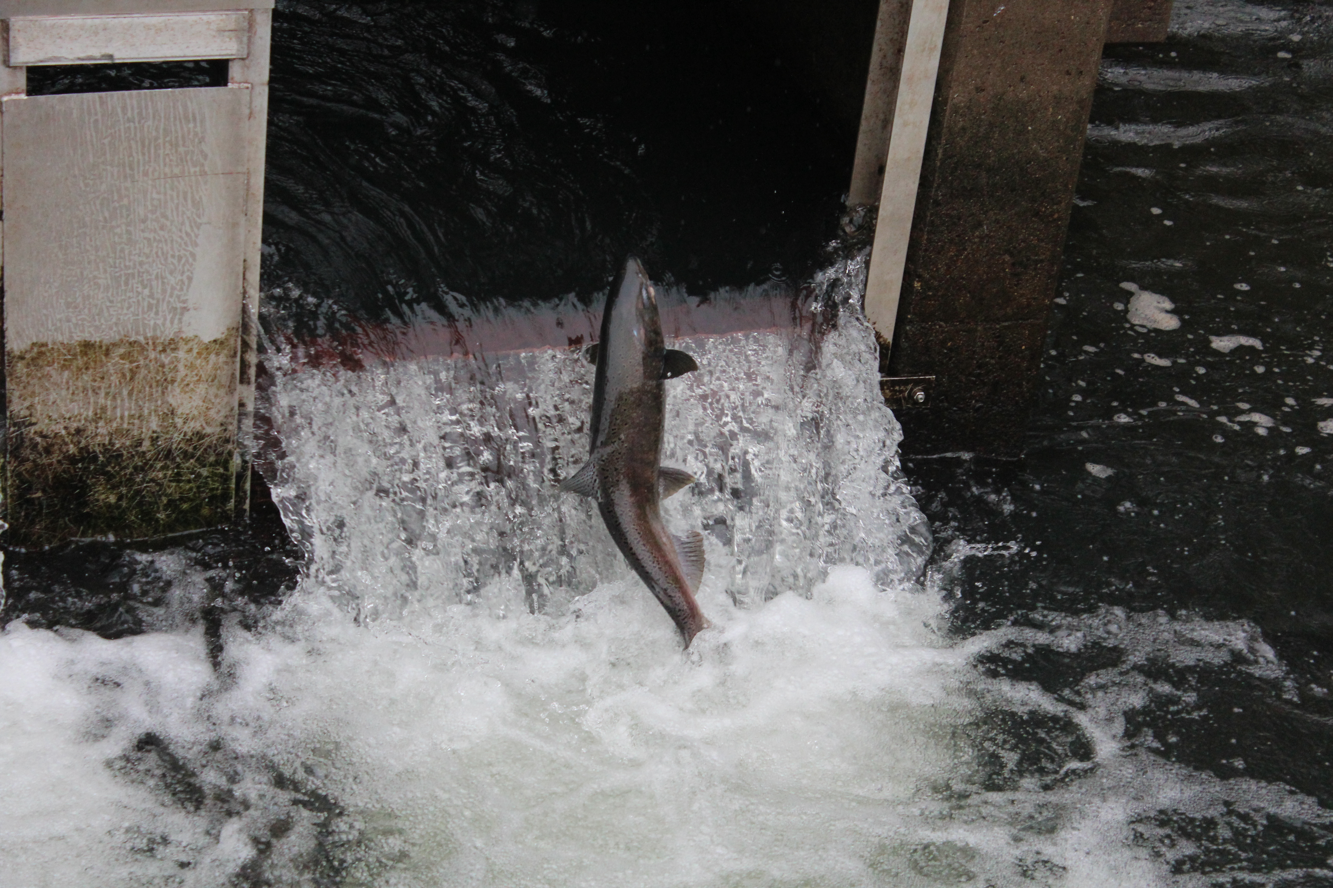 Record Chinook Salmon, Steelhead Returns Reported on Mokelumne River
