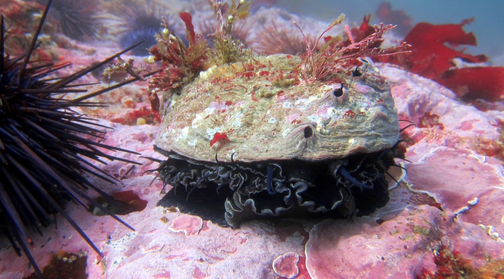 Fish & Game Commission votes to close abalone season next year